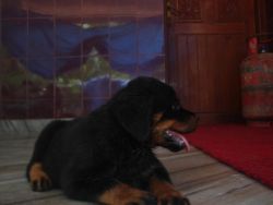 rotweiler female 2 years and male puppy for sale