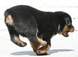 Rottweiler pups ready to act like cops