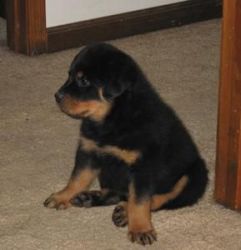 Rottweiler puppies seeking and willing to be loved