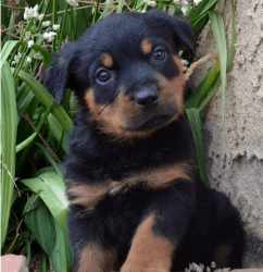 enticing rottweiler puppies