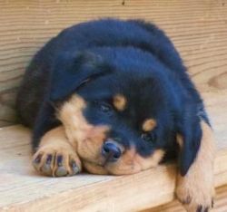Jhfh puppy rottweiler for sale