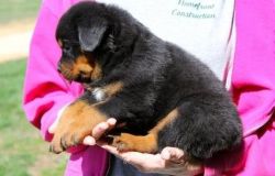 Male And Female Rottweiler Puppies For Families .