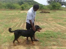 15month rotweiller dogs for sale