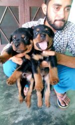 good quality rottweiller pups for sale