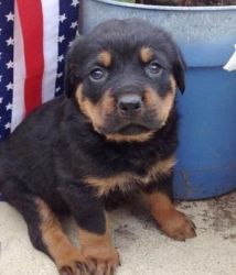 M/F Rottweilers puppies for sale