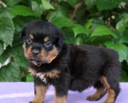 M/F German Rottweiler puppies for sale