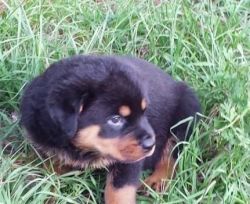 Male German Rottweiler puppy for sale