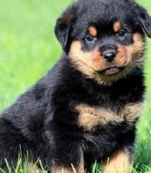 The lovable Rottweiler Puppies Puppies