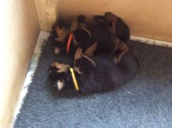 Gorgeous Pedigree Rottweiler Puppies Ready Now!!