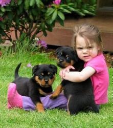 Charming Rottweiler Puppies