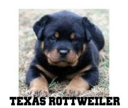 Rottweiler Puppies For Sale Texas