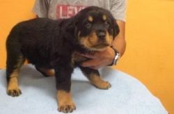 Well trained Rottweiler puppies for sale