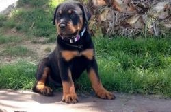 Good Rottweiler Puppies For Sale