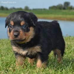Jhgg Rottweiler Puppies For Sale