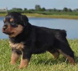 Njhb Rottweiler Puppies For Sale
