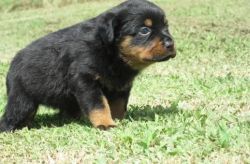 Pokjh Rottweiler Puppies For Sale