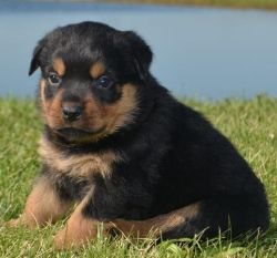 Bngbv Rottweiler Puppies For Sale