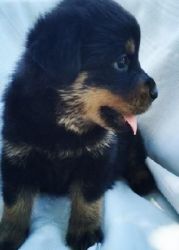dvdsfds able Rottwieler puppies ready for sale