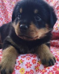 dgdsvsdvds clean Rottweiler Puppies ready for Sale