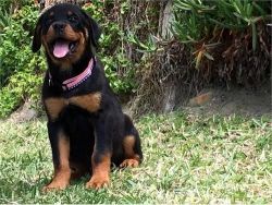 Purebred German Rottweiler Puppies Available now