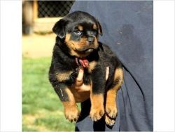 Adorable Rottweiler Puppies For