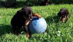 12 Week Old Female And Male Rottweiler Puppies