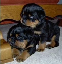 Quality Rottweiler puppies for sale