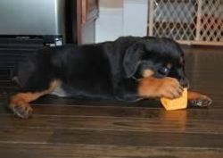 cute Rottweiler Puppies Now Available