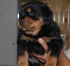choose your special little Rottweiler puppies now.