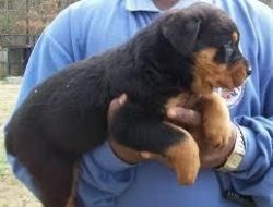 Magnificent Rottweiler for adoption