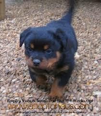 Sweet & playful Rottweiler for adoption