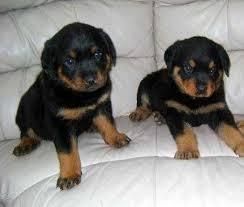 Quality, registered Rottweiler puppies