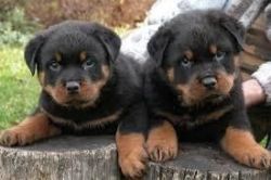 available 2 Rottweiler for adoption