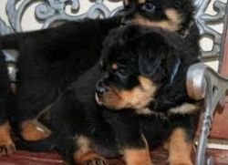 Pure Rottweiler Ready for New Home