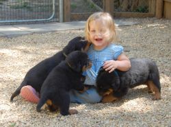Home Raised Rottweiler Puppies