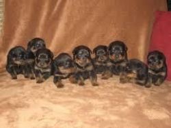 Micro cute Rottweiler puppies for adoption