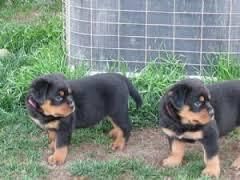 Special little Rottweiler puppies