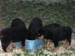 Lovely Face Rottweiler Puppies