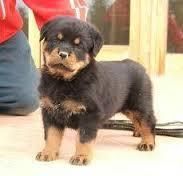 Adorable Rottweiler Pups For Sale