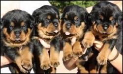 Pure German Rottweiler Puppies For Adoption