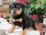 Healthy Top Quality Rottweiler Puppies