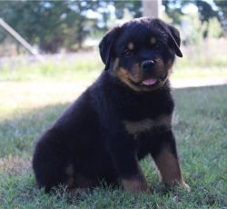 Adorable German Rottweiler Puppies Ready