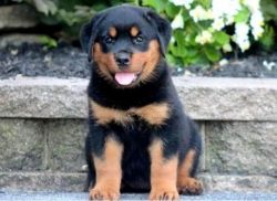 Rottweiler Puppies available
