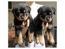 Two lovely Rottweiler puppies
