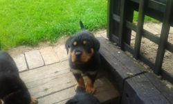 strong male and female rottweiler puppies for ale