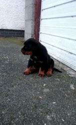 knodfjqv watchful rottweiler puppies