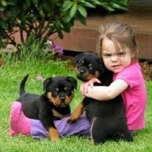 Puppies Are Family Raised Rottweiler xxx) xxx-xxx0