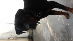 Rottweiler male 10 month