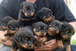 Loved Rottweiler puppies.