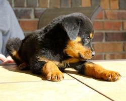 lovely male and female German Rottweiler Puppies